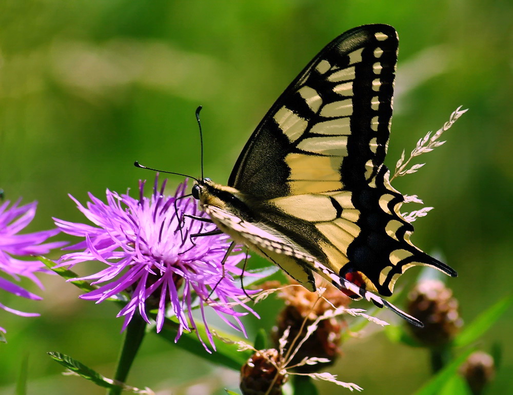 Sommerwiese mit ritterlichem Besucher