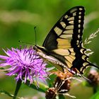 Sommerwiese mit ritterlichem Besucher