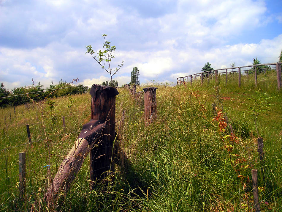 Sommerwiese mit Zaun