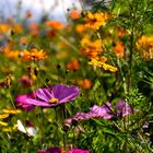 Sommerwiese mitten in der Stadt