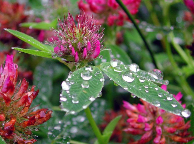 Sommerwiese nach dem Regen