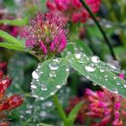 Sommerwiese nach dem Regen