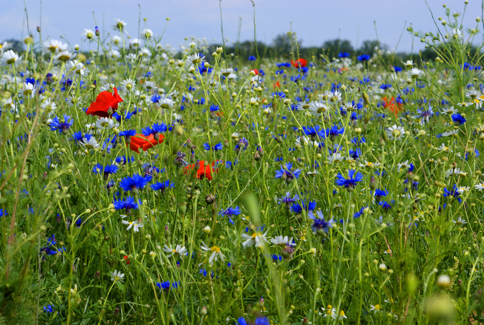 Sommerwiese (nachbearbeitet)