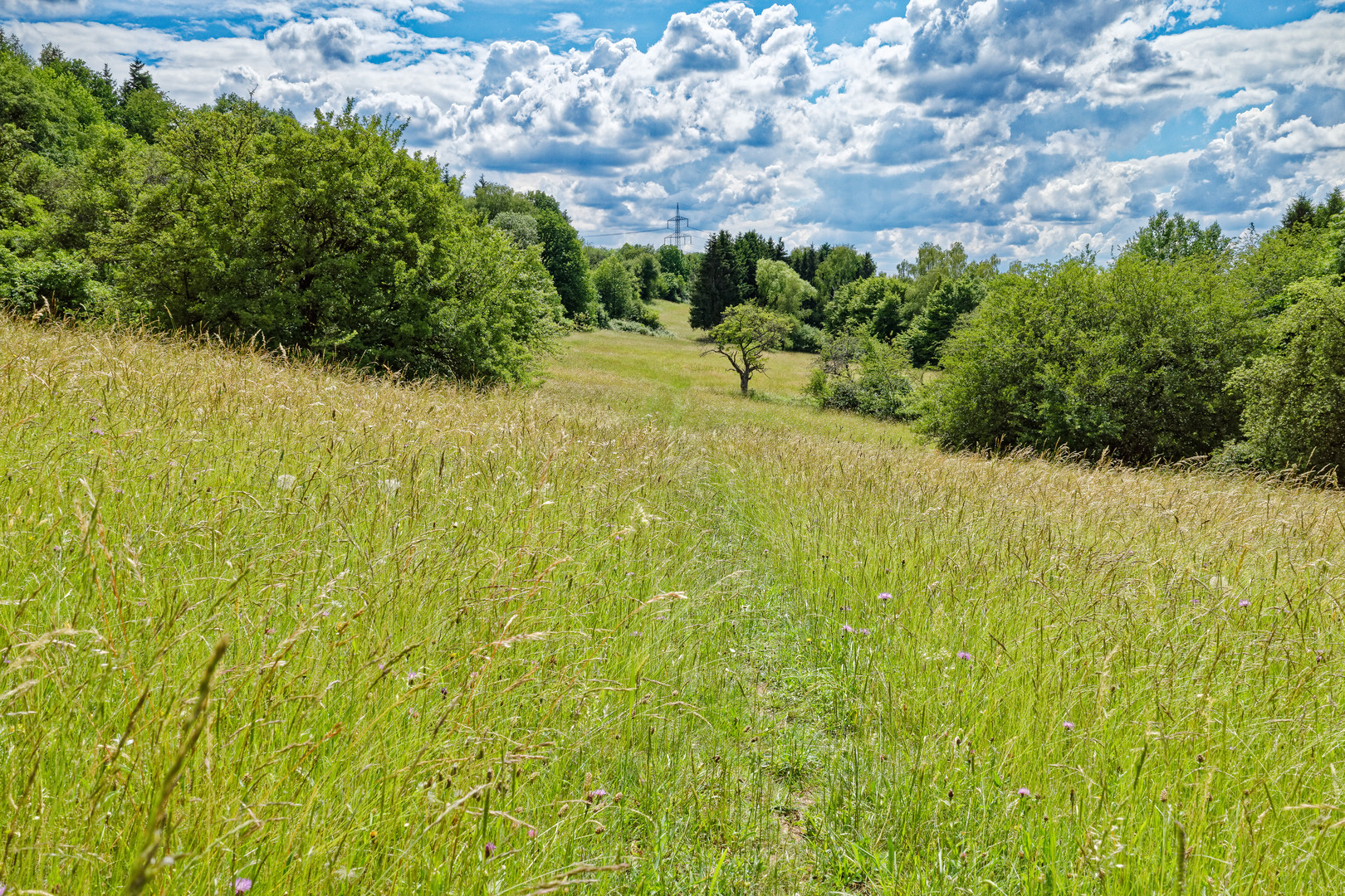 Sommerwiese oder mitten im Gras