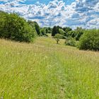 Sommerwiese oder mitten im Gras