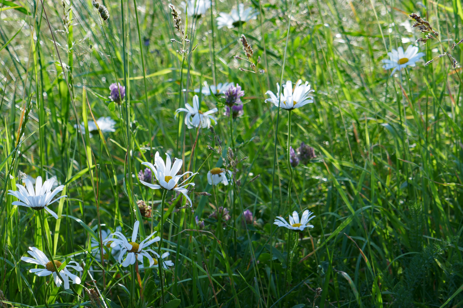 Sommerwiese - Prairie d'été 