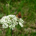 Sommerwiese- "Schmetterling macht Laune"