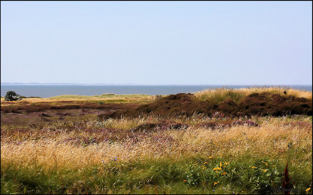 Sommerwiese über Emmerlev Klev (DK)