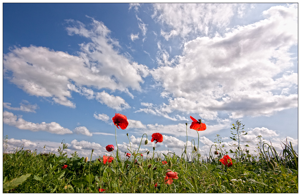 Sommerwiese unterm bayerischen Himmel