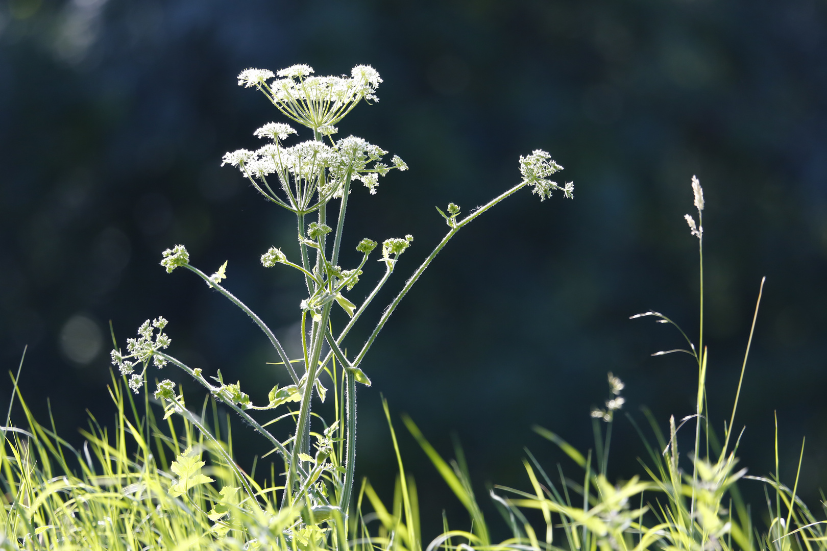 Sommerwiese (VI)