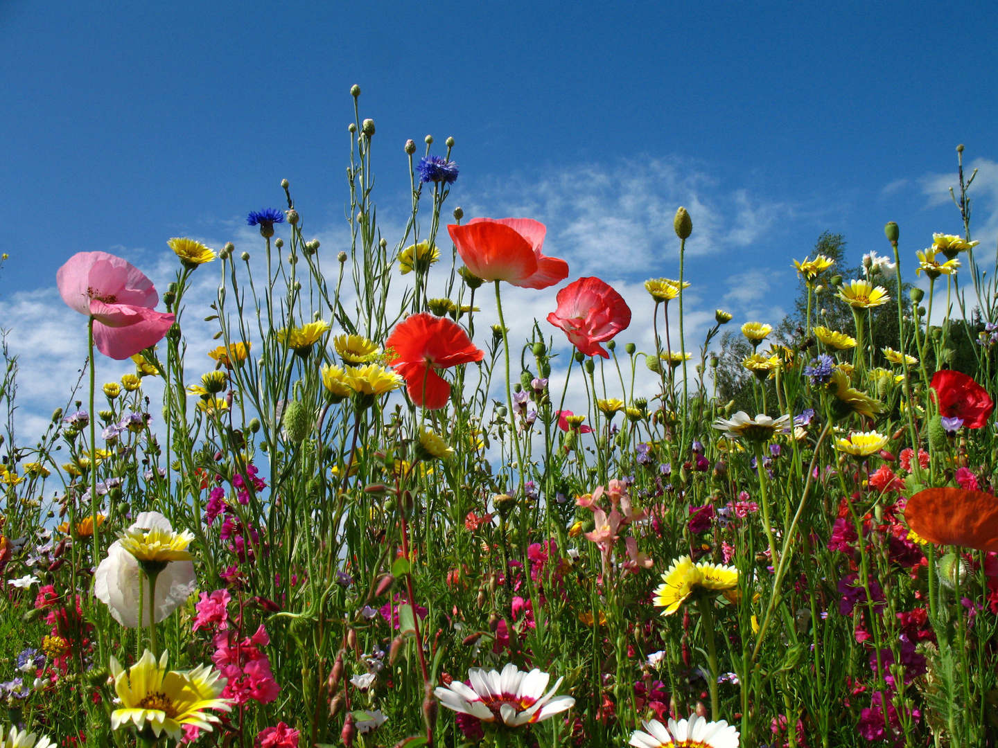 Sommerwiese vor blauem Himmel