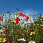 Sommerwiese vor blauem Himmel