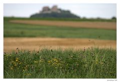 Sommerwiese vor der