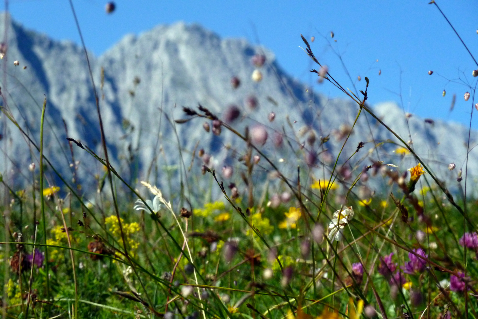 Sommerwiese vor Wetterstein