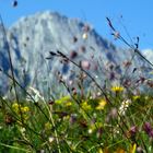 Sommerwiese vor Wetterstein