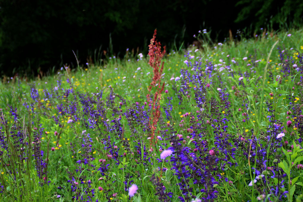  Sommerwiesen 