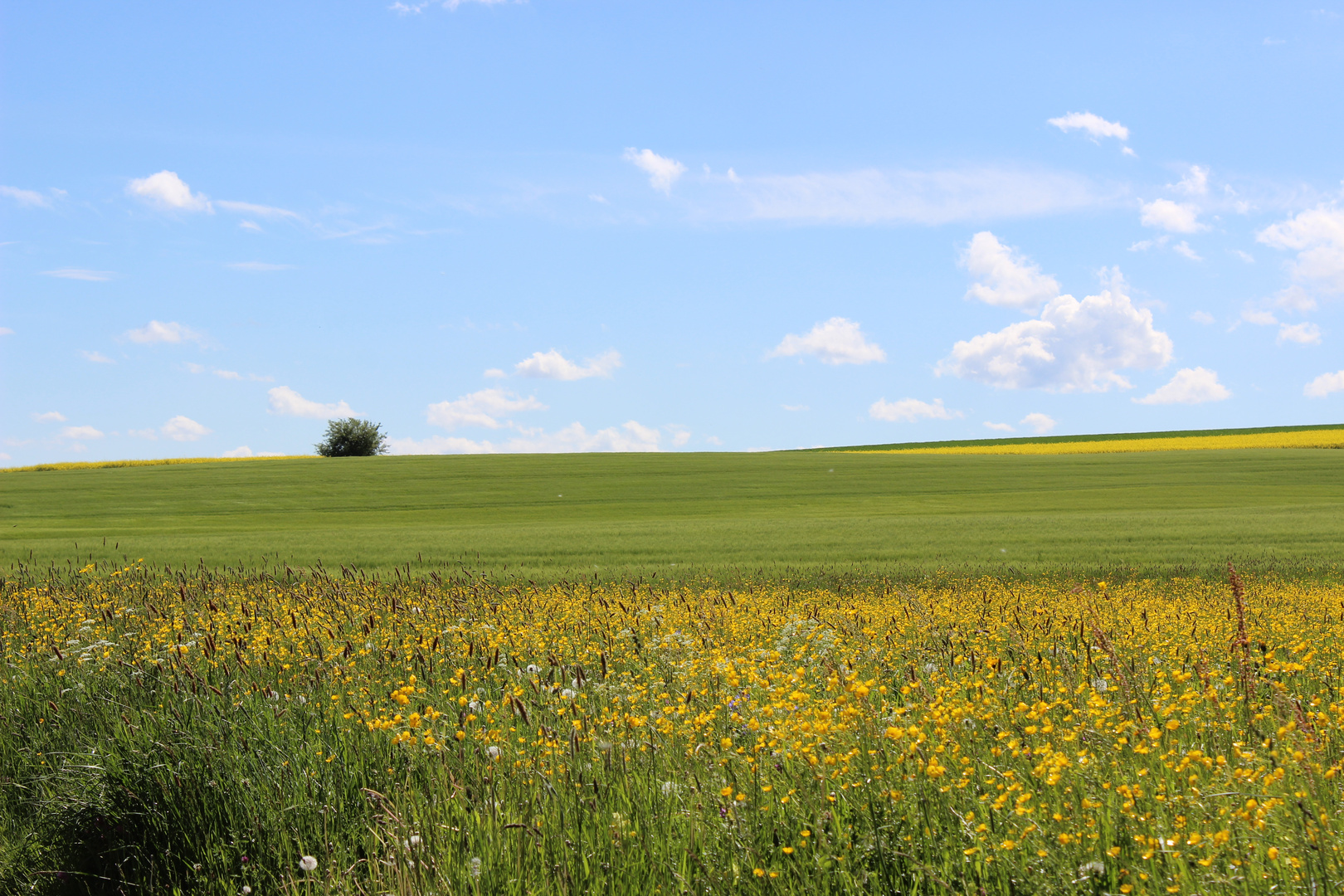 Sommerwiesen