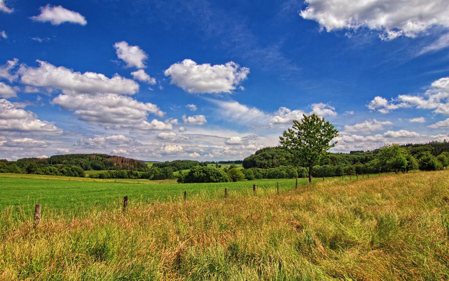 Sommerwiesen