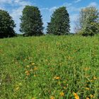 Sommerwiesen in den Rheinauen