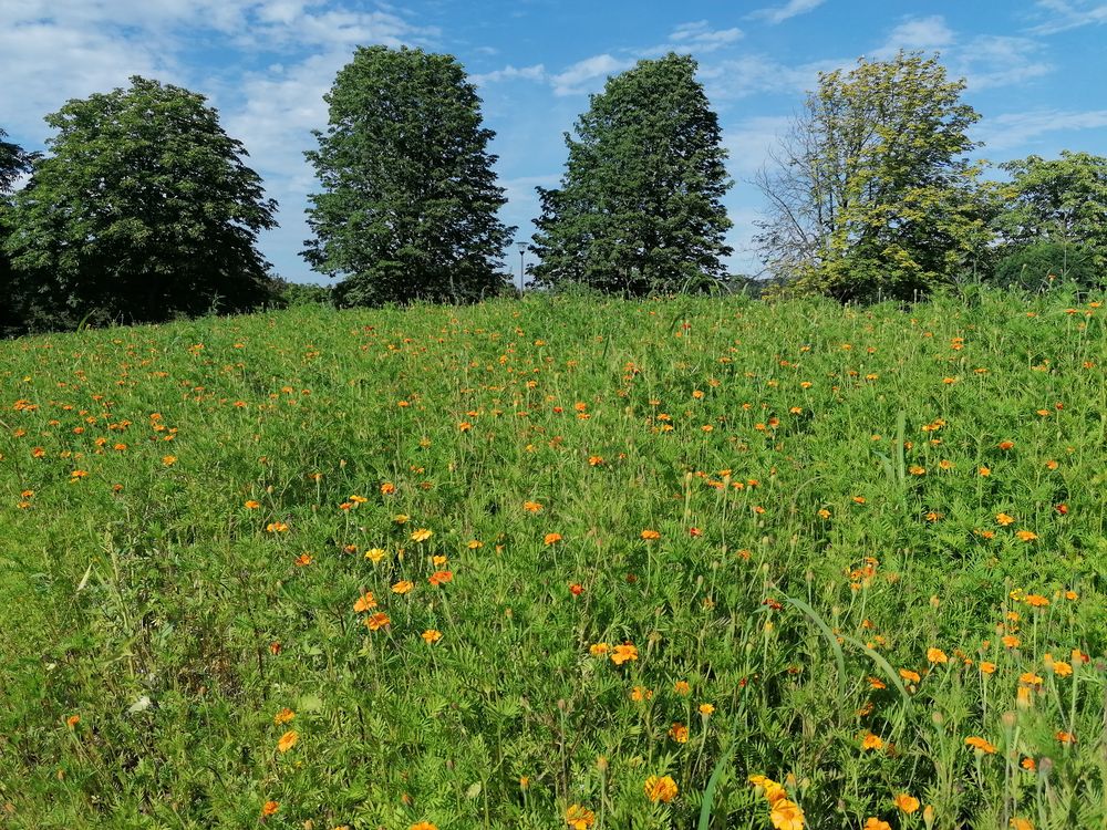 Sommerwiesen in den Rheinauen