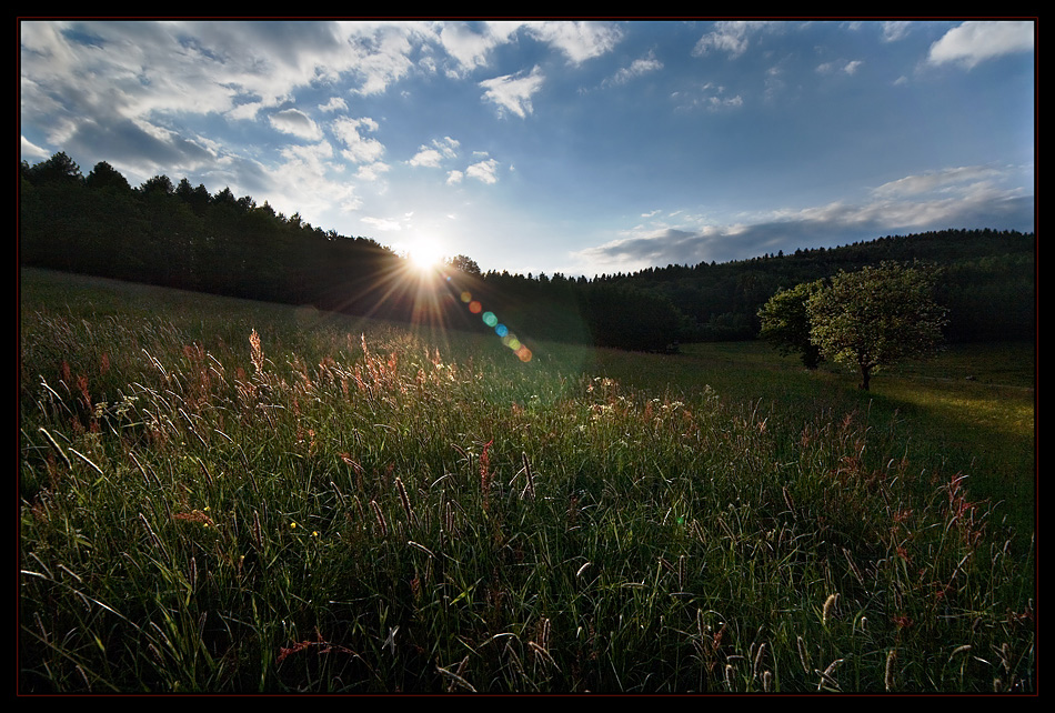 Sommerwiesen Romantik