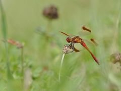 Sommerwiesen-Schönheit....