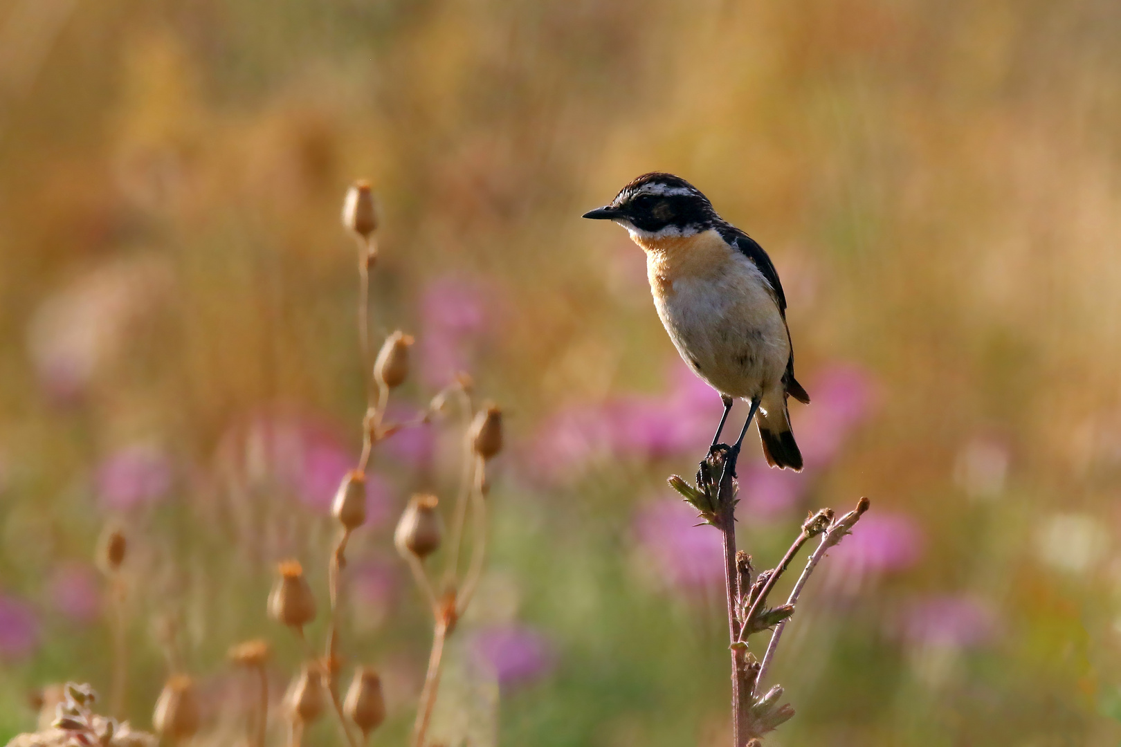 Sommerwiesenabend - Braunkehlchen Männchen ( Saxicola rubetra ) 