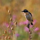 Sommerwiesenabend - Braunkehlchen Männchen ( Saxicola rubetra ) 