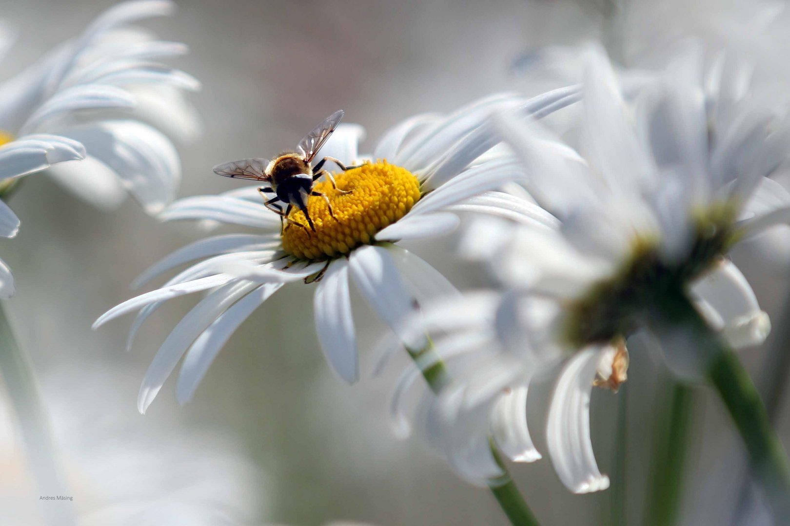 Sommerwiesenbesuch