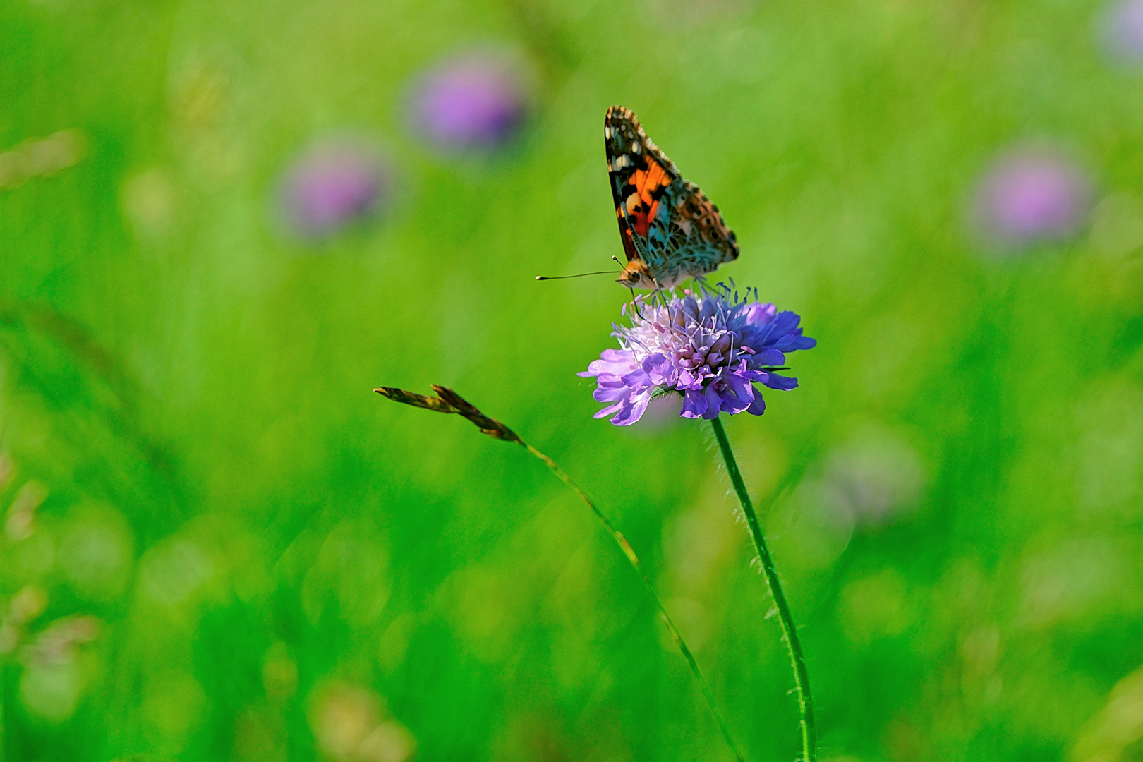 Sommerwiesenbewohner (1)