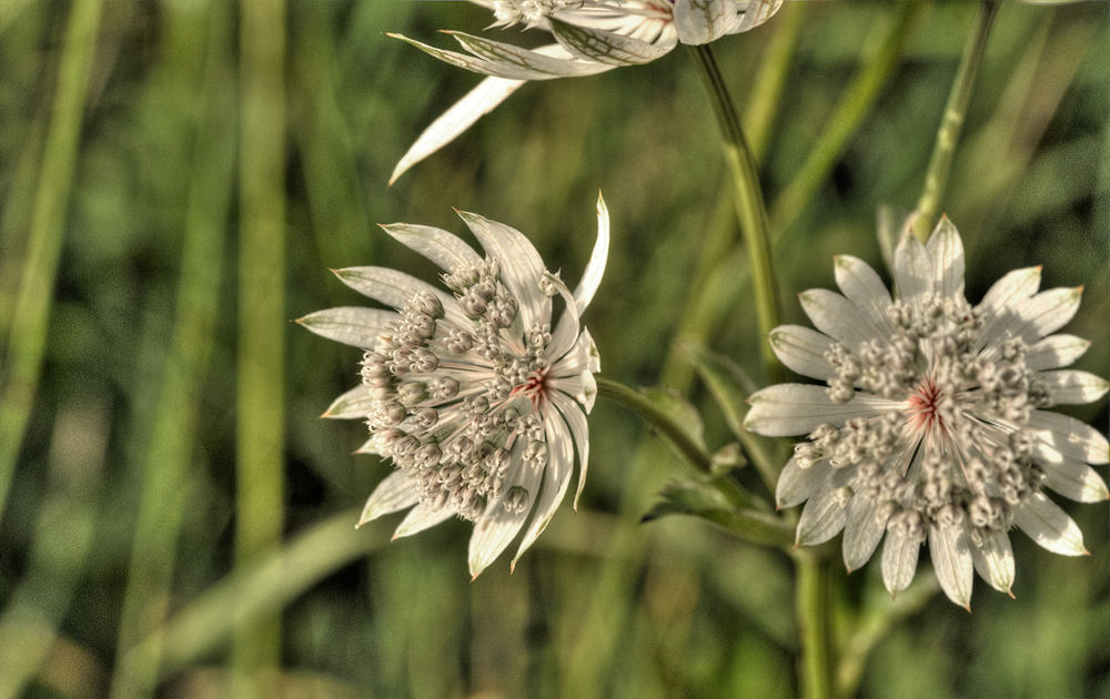 Sommerwiesenblume