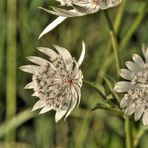 Sommerwiesenblume