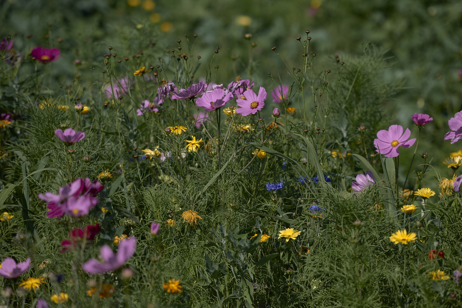 Sommerwiesenersatz