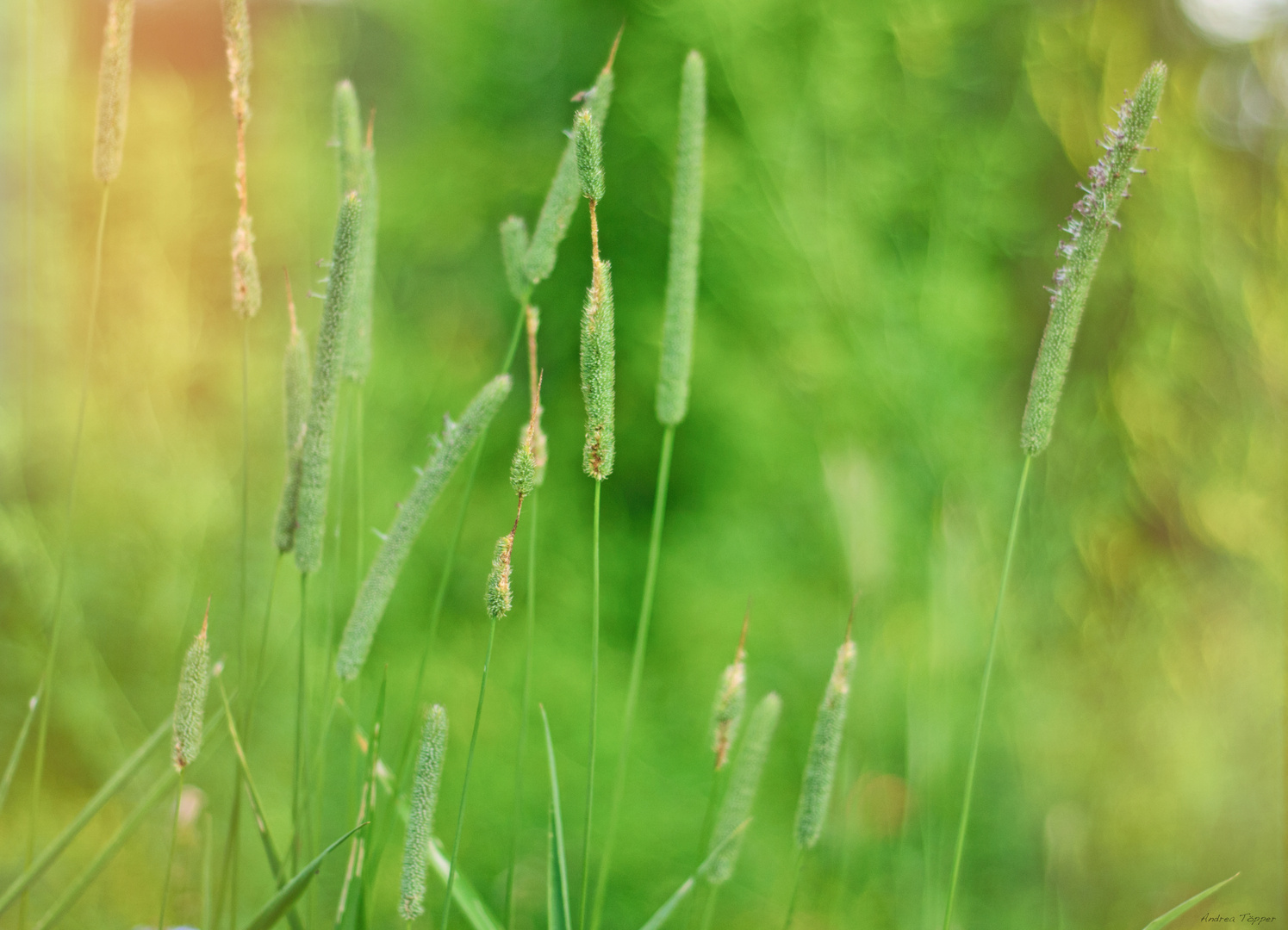 °Sommer.Wiesen.Glück°