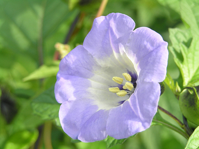 Sommerwiesenglück