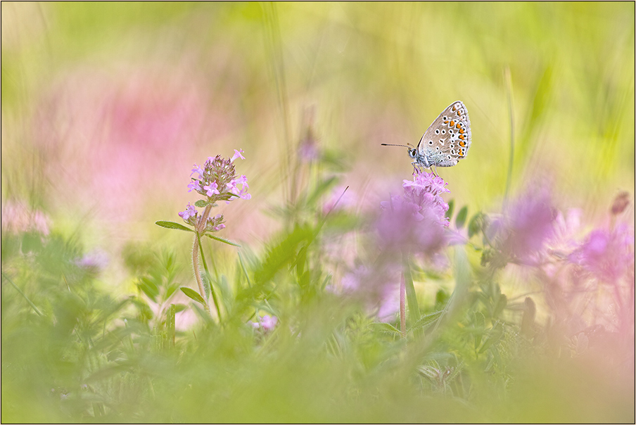 Sommerwiesenimpression