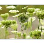 Sommerwiesenimpression - Schönheit am Wegesrand