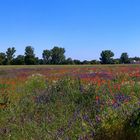 Sommerwiesenpanorama