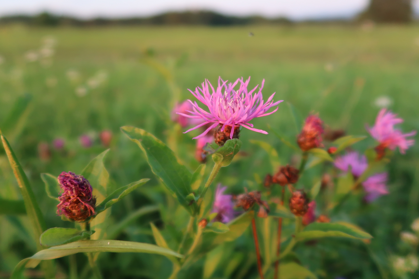 Sommerwiesenpoesie