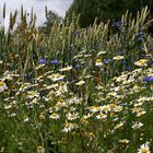 Sommerwiesensonntagsgruß