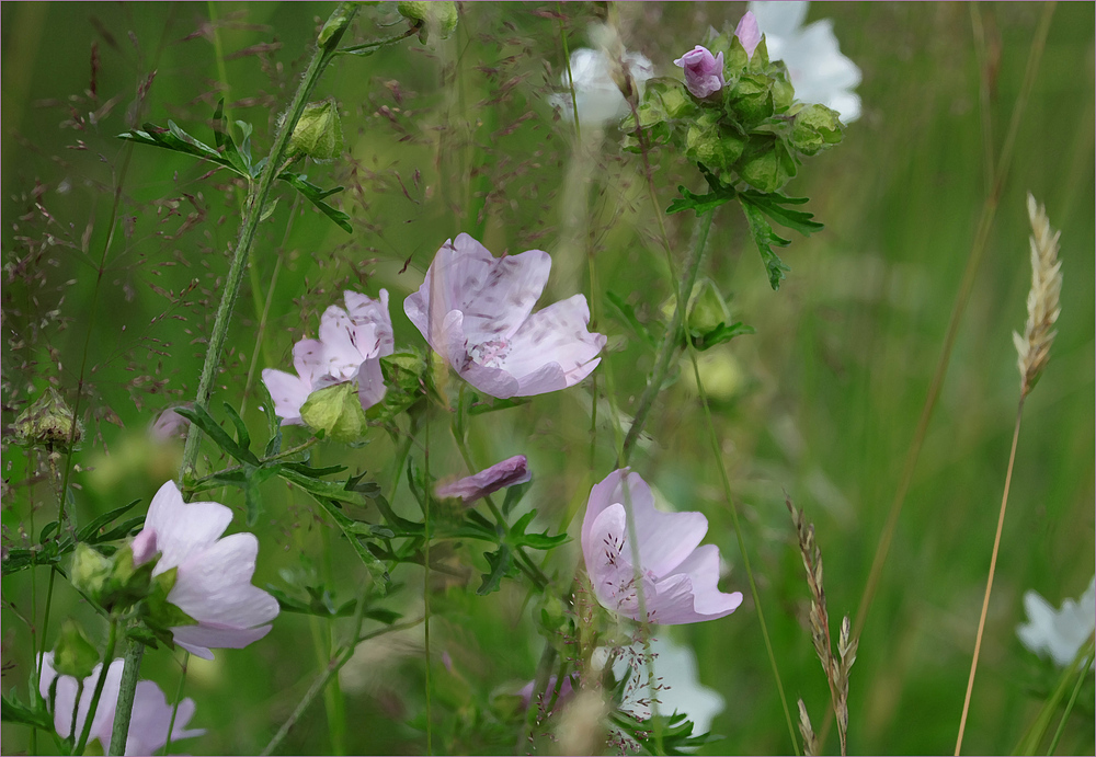 Sommerwiesen.zauber