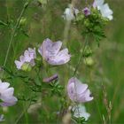 Sommerwiesen.zauber