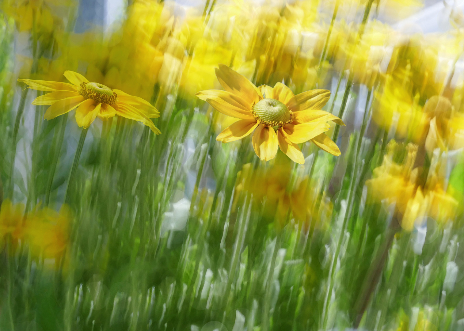 Sommer~Wind