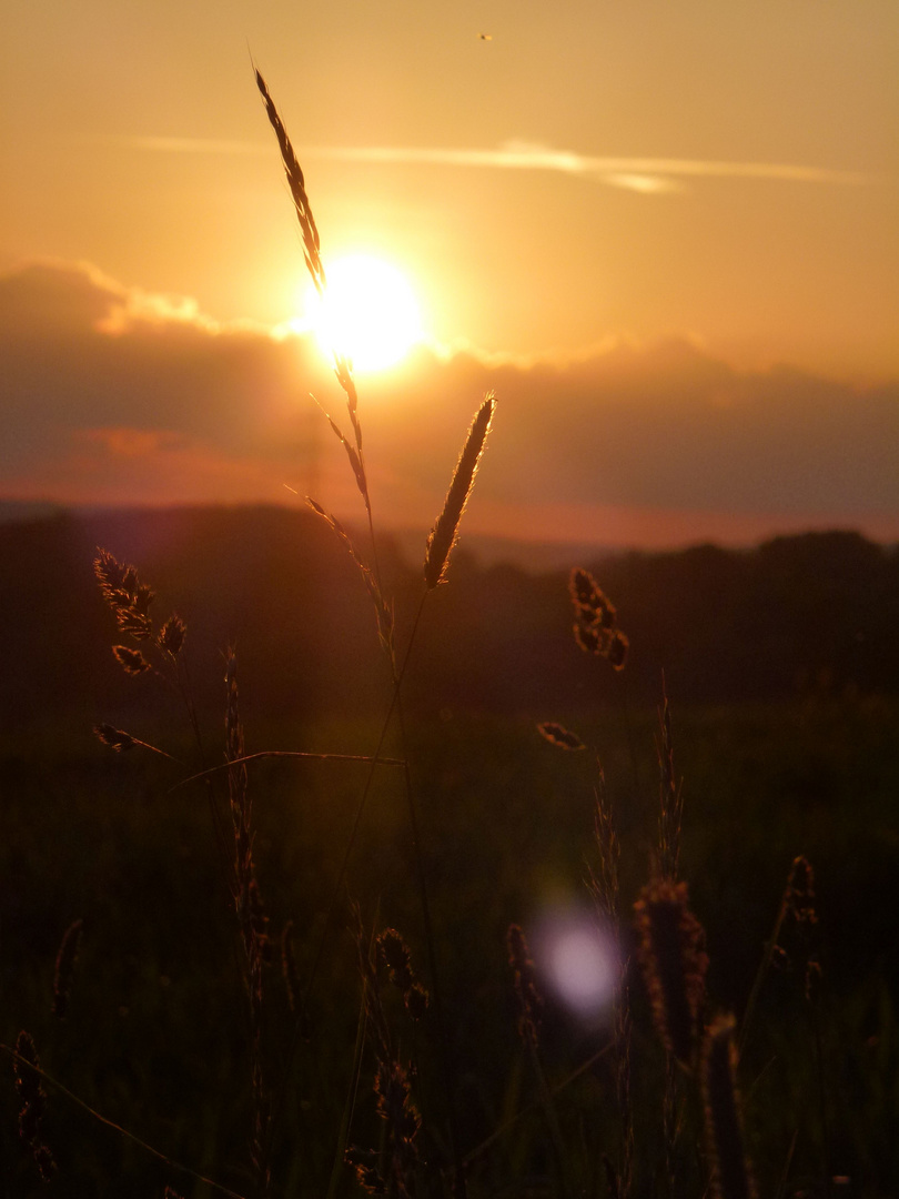 Sommerwind