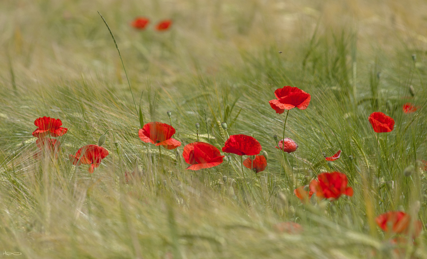 Sommerwind