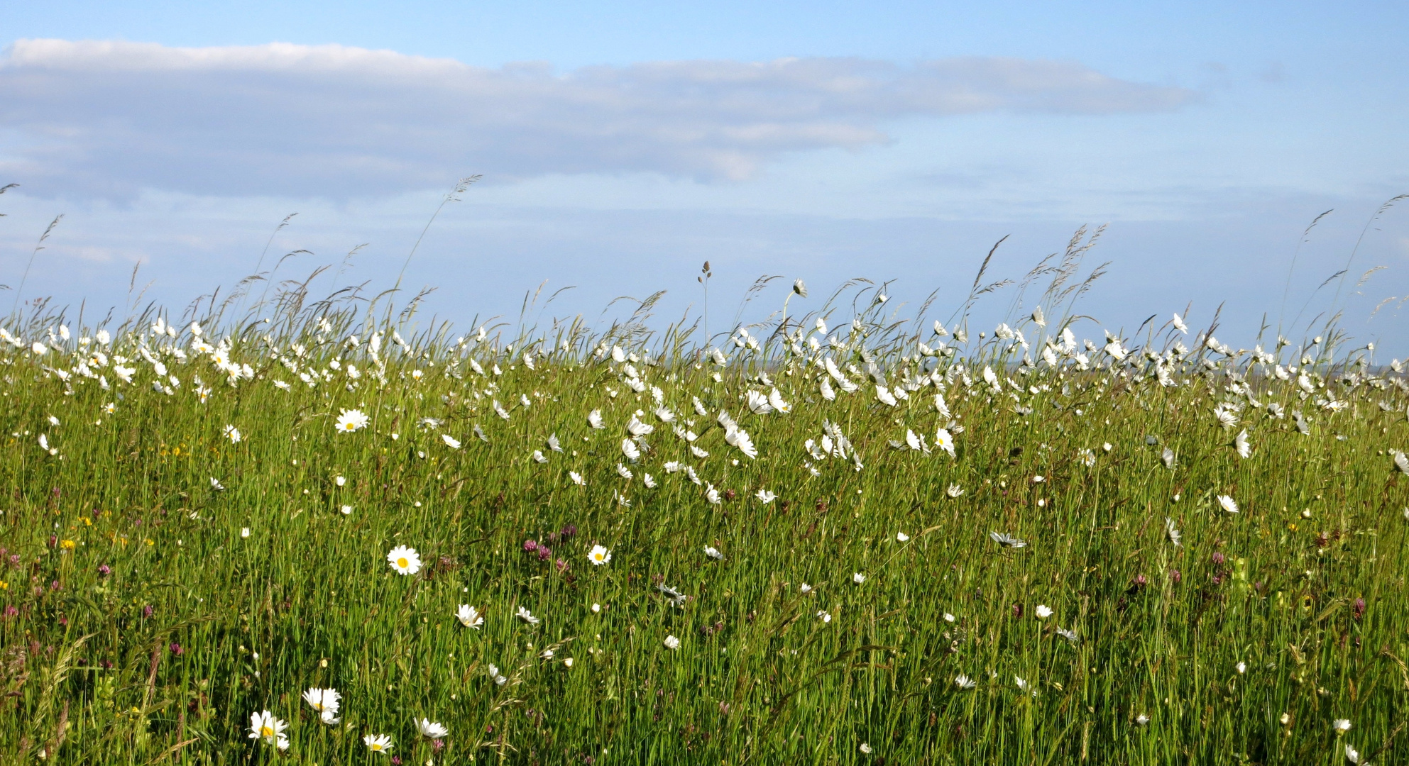 Sommerwind