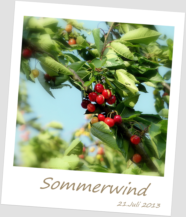 ~ Sommerwind ~