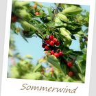 ~ Sommerwind ~