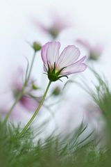 Sommerwind