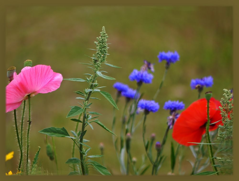 Sommerwind ...